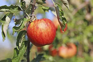 Detailed Close Up Shot Prints: Ripe apple on the tree