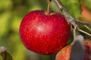 Deserted Orchard Prints: Ripe apple on the tree