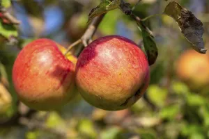 Central European Orchard Prints: Ripe apple on the tree