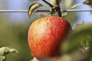 Deciduous Tree Fruit Prints: Ripe apple on the tree