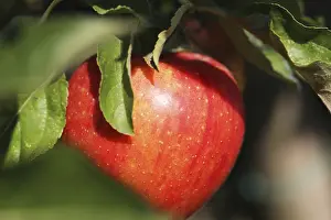 Orange Colored Fruit Prints: Ripe apple on the tree