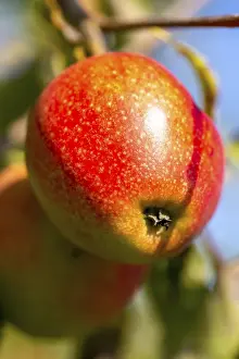 Deciduous Tree Detail Prints: Ripe apple on the tree