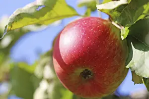 Deciduous Tree Detail Prints: Ripe apple on the tree