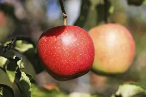Deserted Orchard Prints: Ripe apple on the tree