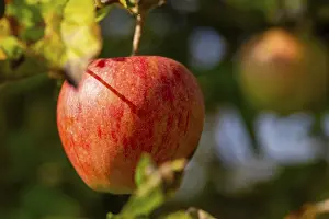 Deciduous Tree With Red Fruit Prints: Ripe apple on the tree