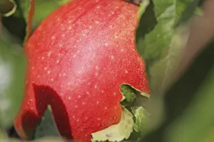Deciduous Tree Images Prints: Ripe apple on the tree