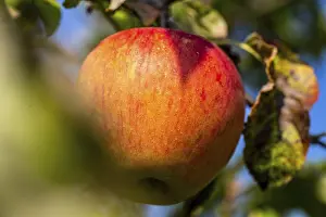Deserted Orchard Prints: Ripe apple on the tree