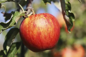 Deserted Orchard Prints: Ripe apple on the tree