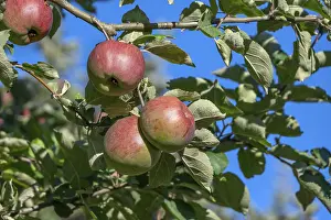 European Apple Orchard Prints: Ripe apples (Malus), on the tree