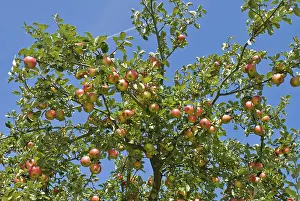 Flora And Fauna Prints: Ripe apples on a tree
