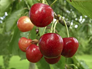 Nature Botany Photoshoots Prints: Ripe cherries