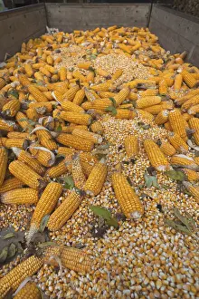 German Vegetable Photography Prints: Ripe corncobs, Maize (Zea mays subsp)