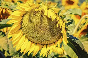 Yellow Flowering Plant Prints: Ripe Disk of a Sunflower
