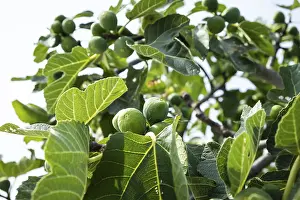 Tropical Fruit Prints: Ripe figs on a fig tree