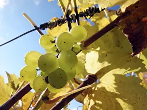 Ripe Grapes Prints: Ripe grapes
