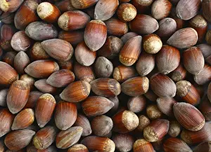 Uninhabited Nature Scene Prints: Ripe hazelnuts fruit texture nature background pattern