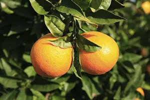 Fresh Citrus Fruits Prints: Ripe oranges on the tree