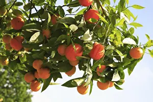 Fresh Citrus Fruits Prints: Ripe oranges on the tree