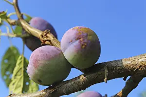 Ripe Plums Prints: Ripe plums on the tree