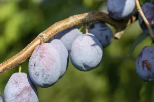 Deciduous Tree Cultivation Prints: Ripe plums on the tree