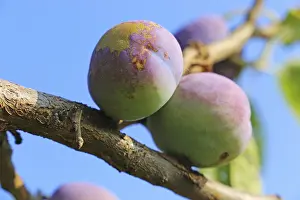Ripe Plums Prints: Ripe plums on the tree