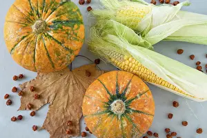 Gray Background Images Prints: Ripe pumpkins and corn cobs on a gray background with a maple leaf