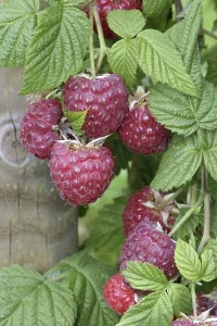 Red Berry Plant Prints: Ripe Raspberry on the bush