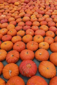 Deserted Garden Produce Prints: Ripe red pumpkins