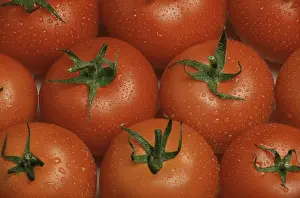 Deserted Garden Produce Prints: Ripe tomatoes