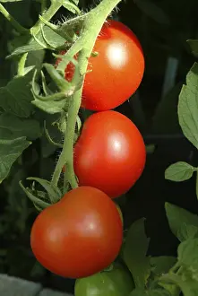 Garden Produce Images Prints: Ripe tomatoes