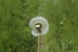 Common Dandelion Images Prints: Ripened Dandelion in the grass