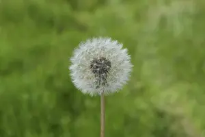 Dandelion Close Up Prints: Ripened Dandelion in the grass