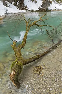 European Wilderness Photography Prints: At the Rissbach in winter
