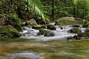Daintree National Park Prints: River course, water, stream, river