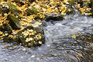 Lower Saxony Autumn Color Prints: River Ecker with autumn leaves in the Eckertal