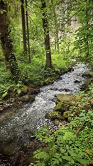 Close To Nature Experience Prints: A river flows idyllically through a green forest full of trees