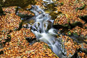 Autumn Leaves In Germany Prints: The river Ilse flows over rocks