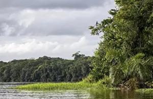 Natural Preserve Scenery Prints: River in the rainforest, dense vegetation