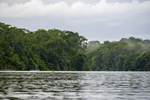 Dense Vegetation Landscape Prints: River in the rainforest, dense vegetation