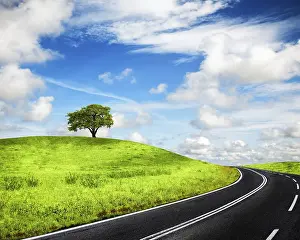 Oak Tree Countryside Prints: Road