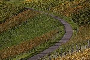 Autumn Colours Germany Prints: Road, path through vineyard, vines