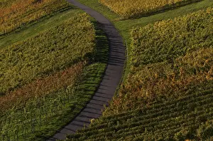 Agricultural Crop Southern Germany Prints: Road, path through vineyard, vines