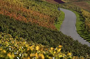 Autumn Colours Germany Prints: Road, path, through vineyard, vines
