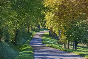 Moody Autumnal Atmosphere Prints: Road, Row of trees, Walnut tree