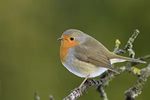 Robin on a Branch Print
