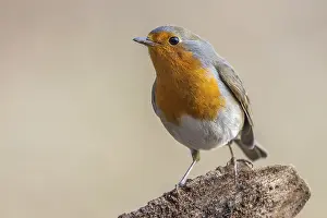 Old World Fly Catchers Prints: Robin, Erithacus rubecula