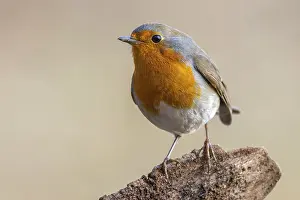 Old World Fly Catchers Prints: Robin, Erithacus rubecula