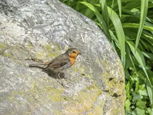 Songbird Photography Tips Prints: Robin Erithacus rubecula