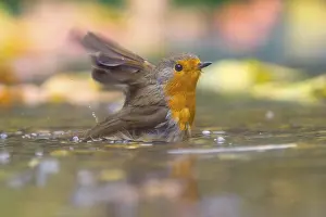 European Robin Prints: A robin (Erithacus rubecula) bathing in shallow water