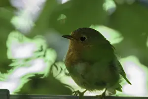 Songbird In Natural Habitat Prints: Robin (Erithacus rubecula) in the bushes